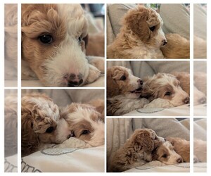 Aussiedoodle Miniature  Puppy for Sale in NASHVILLE, Tennessee USA