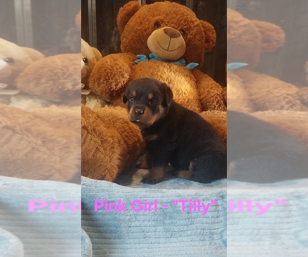 Medium Photo #1 Rottweiler Puppy For Sale in DANVILLE, IL, USA
