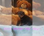 Image preview for Ad Listing. Nickname: Litter of 5