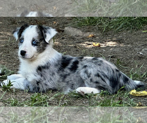 Border-Aussie Puppy for sale in SILVER CREEK, NY, USA
