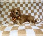 Small #6 Cavapoo (Miniature)