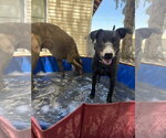 Small #3 Labrador Retriever Mix