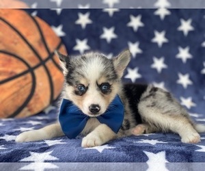 Pomsky-Shiba Inu Mix Puppy for sale in LANCASTER, PA, USA