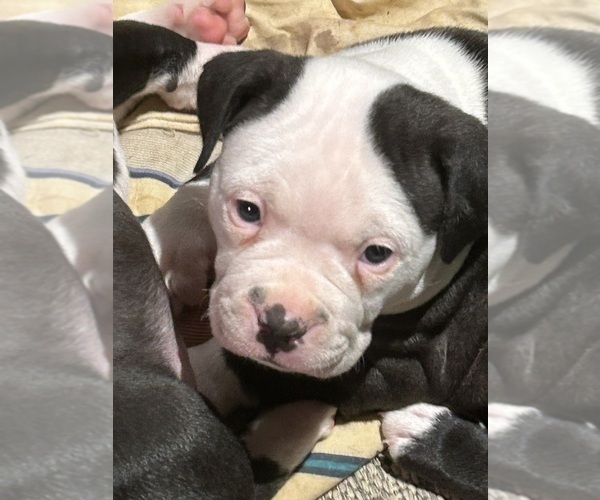 Medium Photo #2 American Bully Puppy For Sale in IRMO, SC, USA