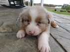 Small Photo #3 Australian Shepherd Puppy For Sale in ADAIRO, OH, USA