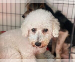 Bichon Frise Dogs for adoption in Lewistown, PA, USA