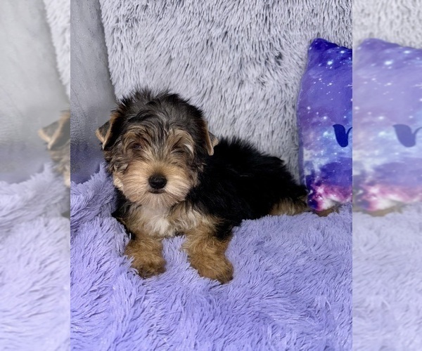 Medium Photo #7 Yorkshire Terrier Puppy For Sale in SANDY HOOK, KY, USA