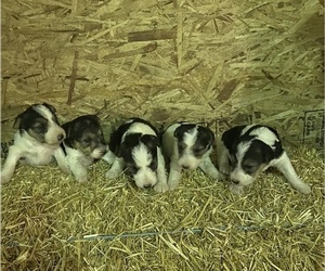 Wire Fox Terrier Litter for sale in DUNNING, NE, USA