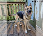 Small #1 German Shepherd Dog