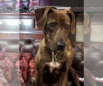 Small Plott Hound Mix