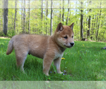 Small Photo #2 Shiba Inu Puppy For Sale in RUSHVILLE, NY, USA
