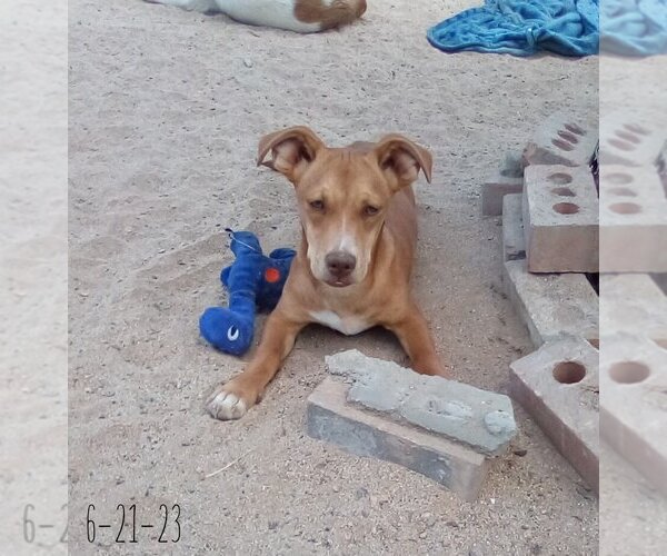 Medium Photo #17 Dachshund-Unknown Mix Puppy For Sale in Apple Valley, CA, USA
