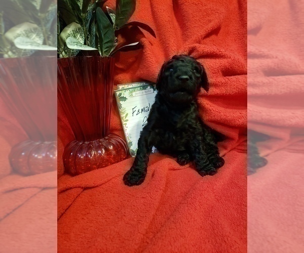 Medium Photo #2 Poodle (Standard) Puppy For Sale in BRANDON, FL, USA