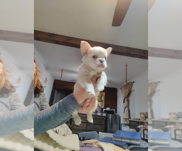 Medium Photo #6 French Bulldog Puppy For Sale in HIGHLAND VILL, TX, USA
