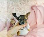 Small #15 Chihuahua