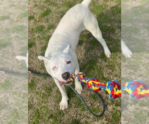 Kit - Female American Pit Bull Terrier Dog for Adoption - Photo #2