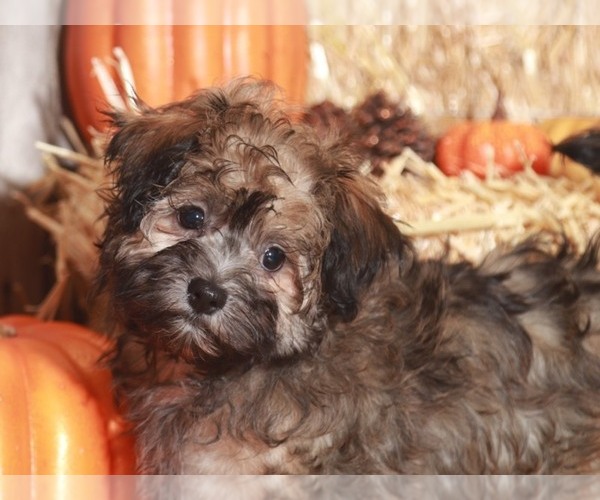 Medium Photo #6 Havanese Puppy For Sale in MOUNT VERNON, OH, USA