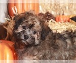 Small Photo #6 Havanese Puppy For Sale in MOUNT VERNON, OH, USA
