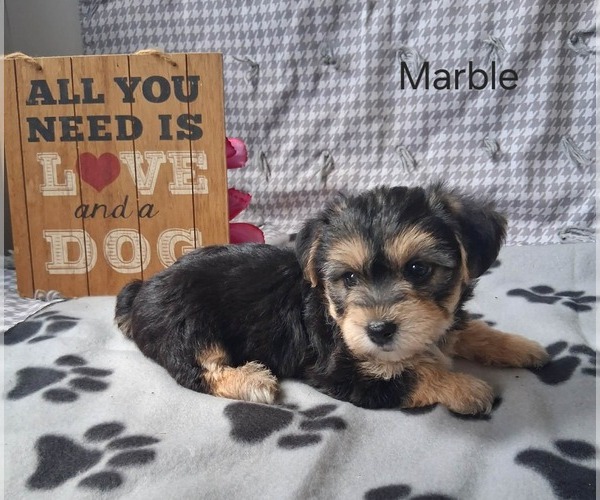 Medium Photo #3 Yo-Chon Puppy For Sale in MOUNT PLEASANT, MI, USA