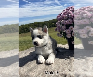 Siberian Husky Puppy for Sale in DEARBORN, Missouri USA