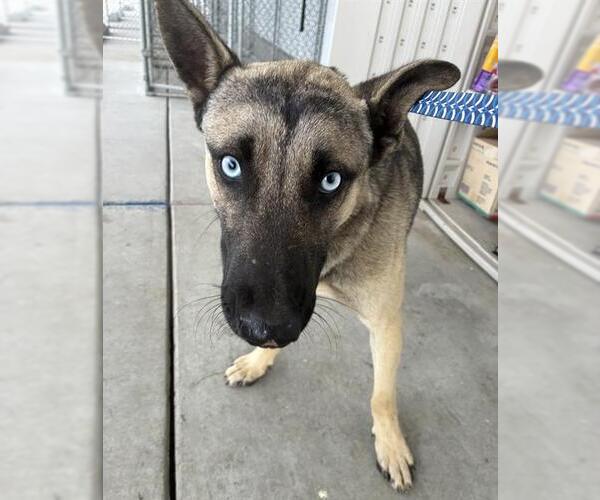 Medium Photo #1 German Shepherd Dog Puppy For Sale in Bakersfield, CA, USA