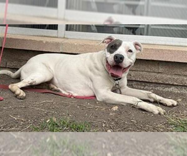 Medium Photo #1 American Staffordshire Terrier-Unknown Mix Puppy For Sale in San Antonio, TX, USA