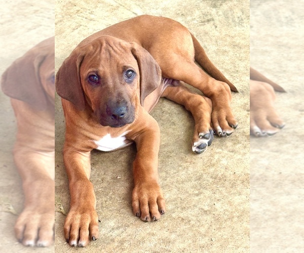 Medium Photo #24 Rhodesian Ridgeback Puppy For Sale in MADISON, GA, USA