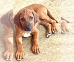 Small #23 Rhodesian Ridgeback