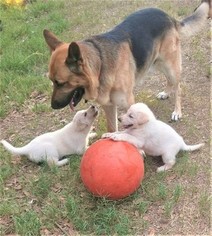 Father of the German Shepherd Dog puppies born on 07/15/2017