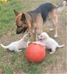Small Photo #1 German Shepherd Dog Puppy For Sale in UVALDE, TX, USA