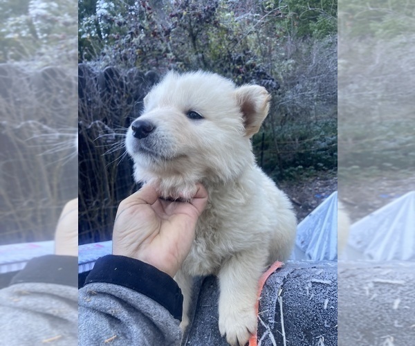 Medium Photo #2 Gerberian Shepsky Puppy For Sale in MAD RIVER, CA, USA