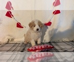 Small #3 Samoyed