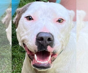 American Pit Bull Terrier Dogs for adoption in Tarboro, NC, USA