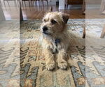 Small #2 Mutt