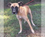 Small #3 Boxer Mix