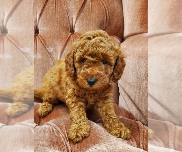 Medium Photo #2 Poodle (Miniature) Puppy For Sale in CHANDLER, AZ, USA
