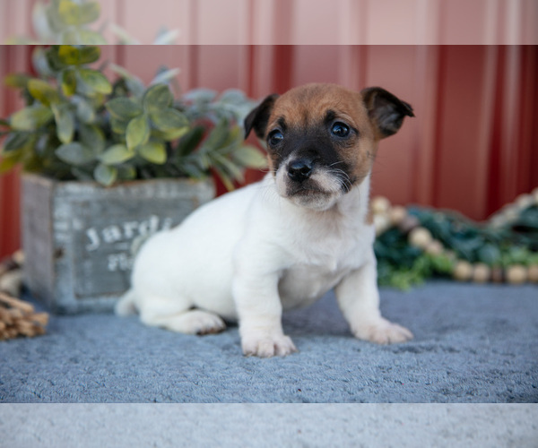 Medium Photo #1 Jack Russell Terrier Puppy For Sale in ETNA GREEN, IN, USA