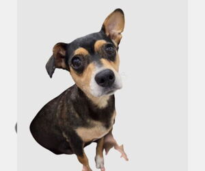 Chihuahua-Unknown Mix Dogs for adoption in Chico, CA, USA