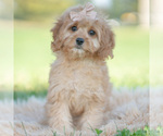 Puppy Doodle Cavapoo (Miniature)
