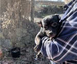 Small Photo #77 French Bullhuahua Puppy For Sale in SPRAGGS, PA, USA