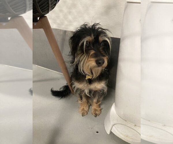 Medium Photo #5 Mutt Puppy For Sale in Studio City, CA, USA