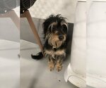 Small #4 Mutt