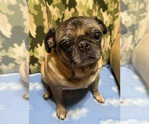Pug Dogs for adoption in Elizabeth City, NC, USA