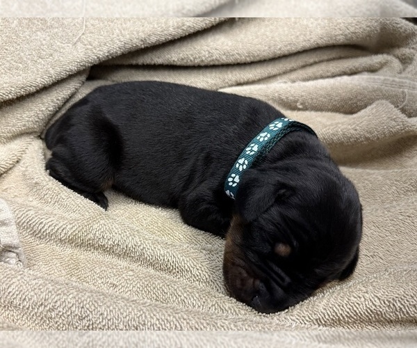 Medium Photo #2 Doberman Pinscher Puppy For Sale in NEWTON, NC, USA