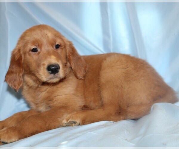 Medium Photo #1 Golden Retriever Puppy For Sale in BLOOMINGTON, IN, USA