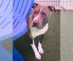 Small #1 American Pit Bull Terrier