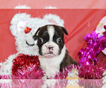 Small Photo #6 Boston Terrier Puppy For Sale in BROOKSVILLE, FL, USA