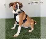 Small #3 Bull Terrier Mix