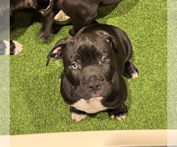 Medium Photo #2 American Bulldog-Unknown Mix Puppy For Sale in Sanford, FL, USA