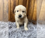 Small #5 Golden Retriever